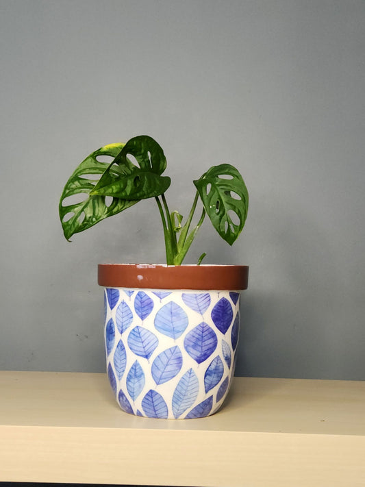 Indoor Planter Pots | Blue Leaves Design